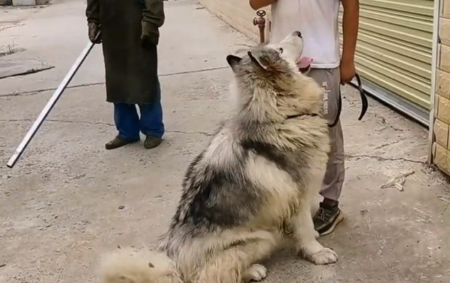 因偷吃鸭子,险被打死的阿拉斯加犬,靠近后发现原来它是如此温顺 因偷吃鸭子,险被打死的阿拉斯加犬,靠近后发现原来它是如此温顺