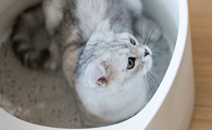 猫咪换新猫砂会有何反应