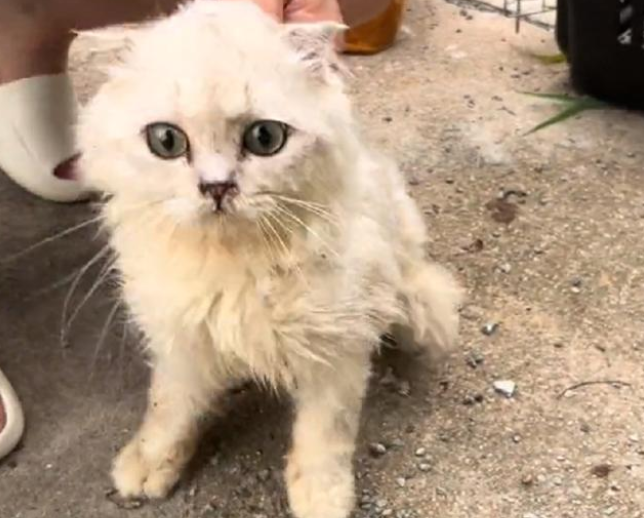 徘徊在拆迁村的折耳猫，也许它的主人已经去享福了，可它还在苦等