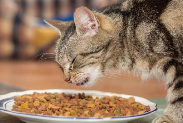 馋不腻猫粮满足猫咪的营养需求 馋不腻猫粮满足猫咪的营养需求