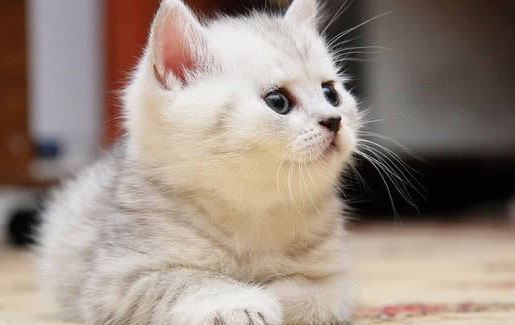 给猫做绝育的好处和坏处 给猫做绝育的好处和坏处