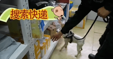 刚断奶就出来工作的杰克罗素梗火了!但其实…… 刚断奶就出来工作的杰克罗素梗火了!但其实……