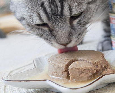 夏天没开封的猫罐头需要放冰箱吗 夏天没开封的猫罐头需要放冰箱吗