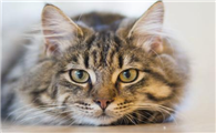 小猫一个月断奶能不能活