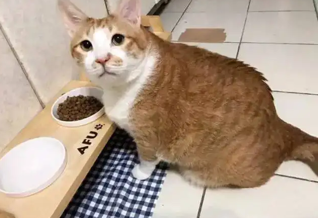 小猫咪几个月可以吃猫粮