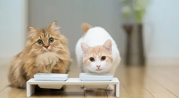 猫咪可以吃什么鱼