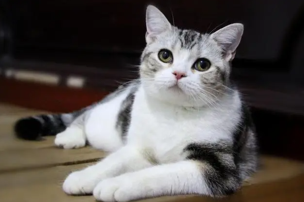 因上网课时猫咪入镜5次,老师被开除!判了 因上网课时猫咪入镜5次,老师被开除!判了