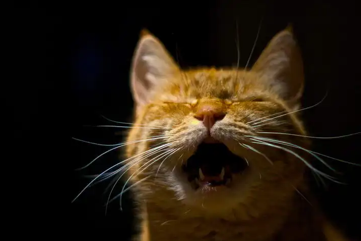 猫咪晚上一直叫怎么办