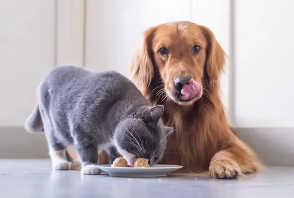 狗粮能给猫吃吗