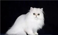 猫毛打结成块怎么处理