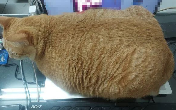 橘猫想对主人撒娇，往电脑上一躺，结果键盘就看不到了！