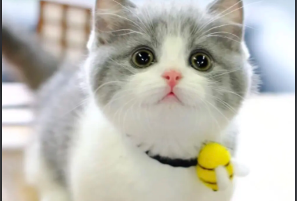 母猫生产完体温有点高