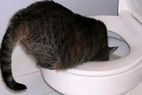 猫喝了有洁厕灵的水怎么医治