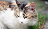 猫咪脖子后面骨头凸起怎么回事