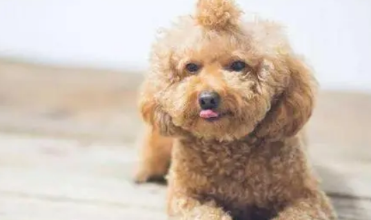 泰迪狗狗多久驱虫一次