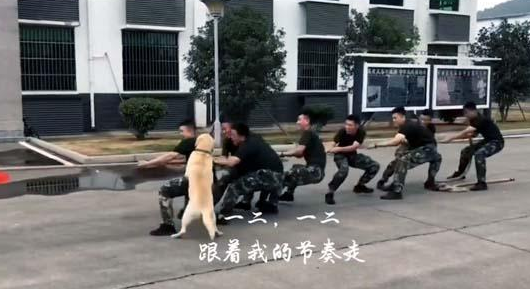兵哥哥在拔河，狗狗也来帮忙，这样的胜利算不算作弊？