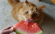猫最爱吃的10种水果