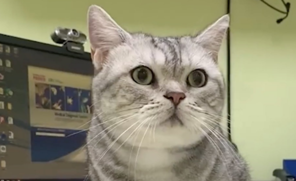 什么叫格局？“我家猫自己开门爬十几层楼，邀请楼下小猫回家干饭！”