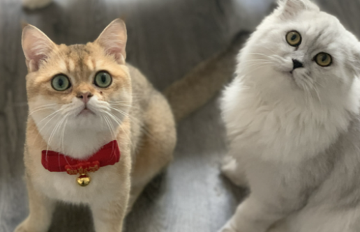 猫需要打什么疫苗多大时候打疫苗