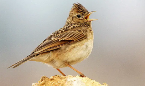 云雀的寿命有多长？答案令人意外！