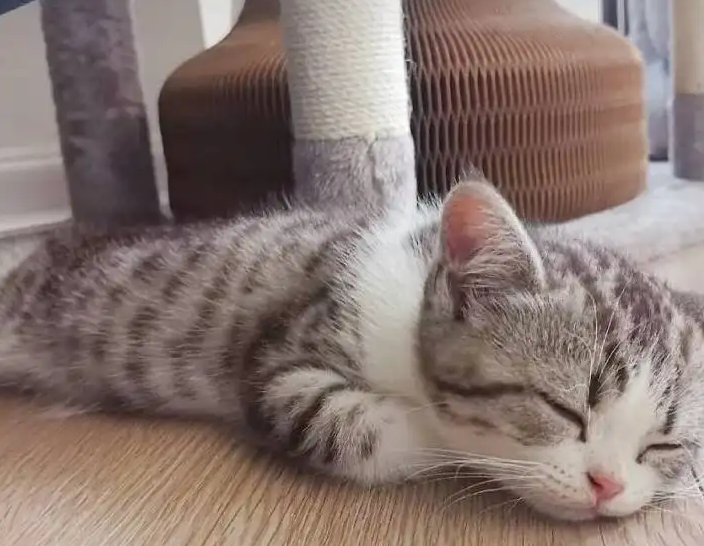 猫咪躲在角落里是什么原因 猫咪躲在角落里是什么原因