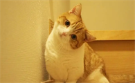 猫拉肚子是怎么回事