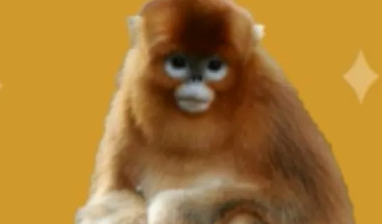 瓜斯马猴喜欢吃什么?不清楚的快来看看! 瓜斯马猴喜欢吃什么?不清楚的快来看看!
