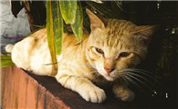 猫做完导尿之后多久恢复食欲正常
