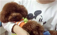 女人为什么养泰迪犬