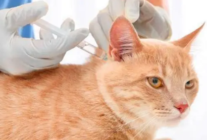 猫打完第一针疫苗得了猫瘟治愈后要重新打吗 猫打完第一针疫苗得了猫瘟治愈后要重新打吗