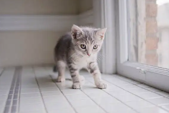 50天的小猫拉稀怎么办