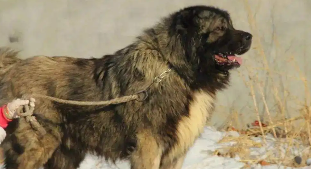 高加索犬会攻击家人吗