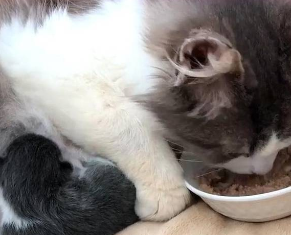猫咪被主人养大，却因怀孕而被抛弃，失聪后的它没能保住2只小猫 