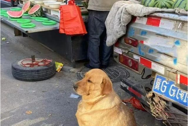 西瓜摊前坐着的1只狗狗，让人觉得十分困惑：这是喂饲料养大的吧