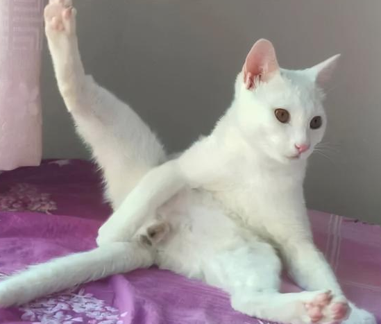 我家猫是个“露蛋狂魔”,现场已经控住不住了··· 我家猫是个“露蛋狂魔”,现场已经控住不住了···