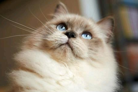多大的猫咪可以做驱虫
