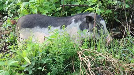 五脚猪是什么鬼,咋就这么香、香、香? 五脚猪是什么鬼,咋就这么香、香、香?
