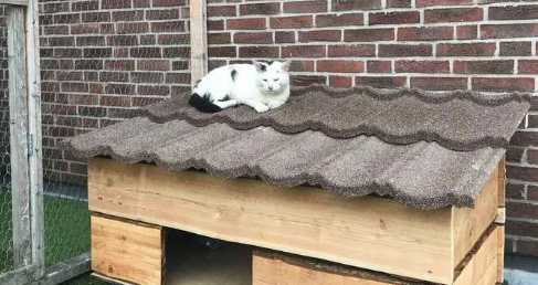 “卑微”猫奴为了讨好倔强流浪猫,斥资建造豪华猫屋,最终... “卑微”猫奴为了讨好倔强流浪猫,斥资建造豪华猫屋,最终...