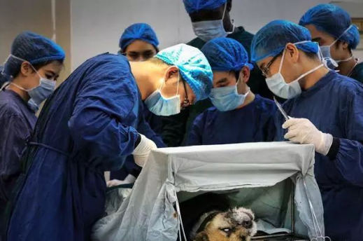 几百头怀孕的流浪狗,被绑住手术台上,全部都这样死去,太无奈了! 几百头怀孕的流浪狗,被绑住手术台上,全部都这样死去,太无奈了!