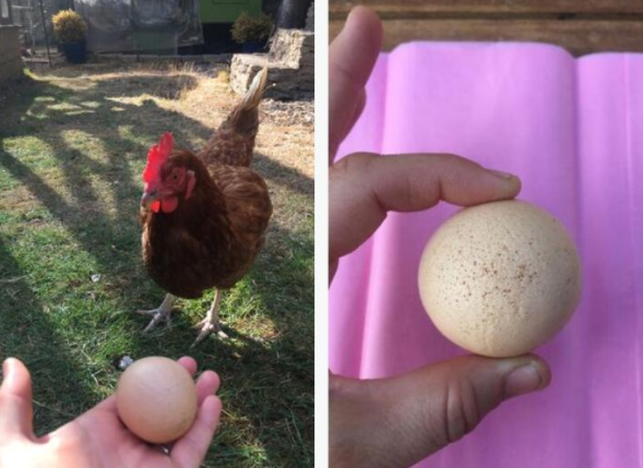 家养宠物鸡产下一颗稀有圆蛋 网友出价480英镑想要收购