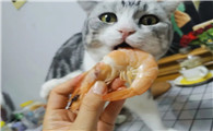 猫咪吃虾为什么会吐出来 猫咪吃虾为什么会吐出来
