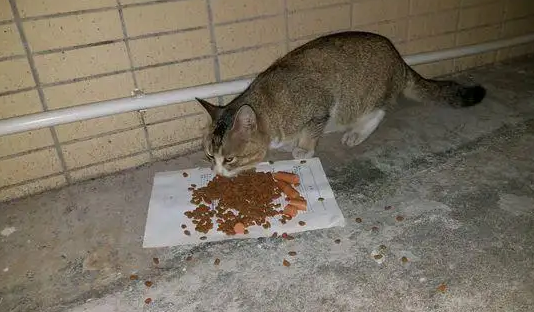 流浪猫可以吃龟粮吗 流浪猫可以吃龟粮吗