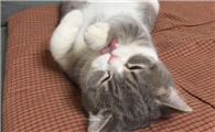 三个月的小猫可以吃零食吗