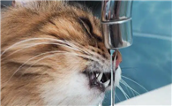 猫为什么不喝食物旁边的水了