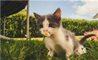 小奶猫多大开始认主人