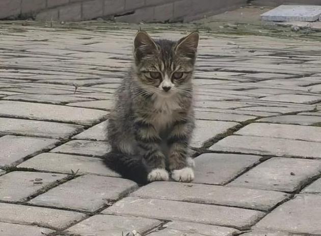 流浪小奶猫守护去世母猫,无助的样子让人心疼:我以后没有妈妈了 流浪小奶猫守护去世母猫,无助的样子让人心疼:我以后没有妈妈了