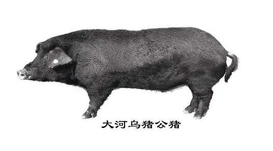 大河猪养殖方法，全都在这啦！