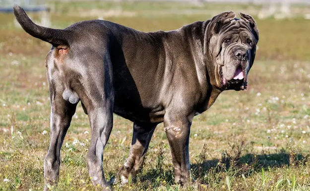 想要入手纽波利顿獒犬？先了解它的价格吧！