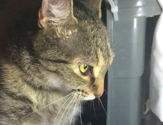 流浪猫叼来6只小猫求收养，残疾小猫却留在猫窝，它被妈妈抛弃了