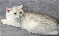 美短猫的花色品种